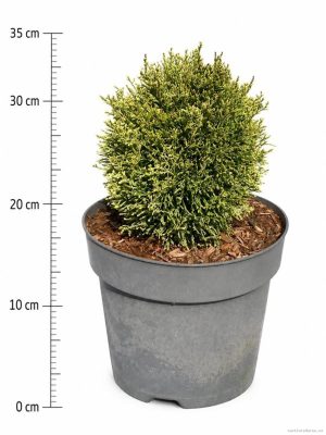 Thuja occidentalis 'Miss Frosty' - Vaxtinredarna.se
