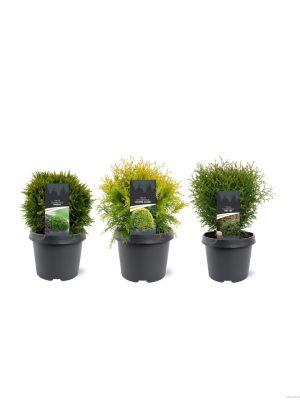Thuja occidentalis Mix