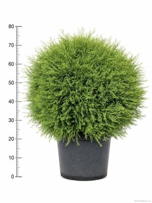 Thuja occidentalis 'Mr. Bowling Ball'