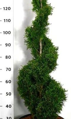 Thuja occidentalis 'Smaragd'