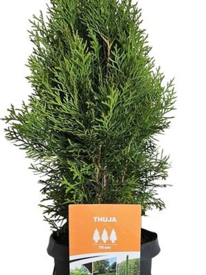 Thuja occidentalis 'Smaragd' - Vaxtinredarna.se