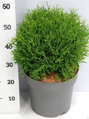 Thuja occidentalis 'Tiny Tim' - Vaxtinredarna.se