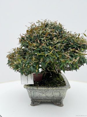 Trachelospermum asiaticum - Vaxtinredarna.se