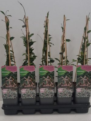 Trachelospermum Asiaticum 'Star of Milano' - Vaxtinredarna.se