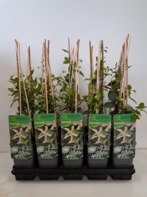 Trachelospermum jasminoides - Vaxtinredarna.se