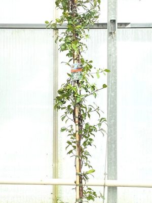 Trachelospermum jasminoides - Vaxtinredarna.se
