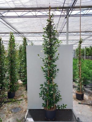 Trachelospermum jasminoides - Vaxtinredarna.se