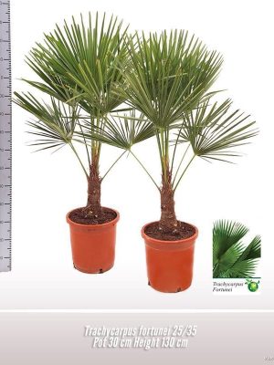 Trachycarpus fortunei - Vaxtinredarna.se