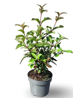Viburnum bodnantense 'Charles Lamont' - Vaxtinredarna.se