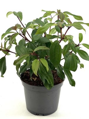 Viburnum davidii 'Angustifolium' - Vaxtinredarna.se