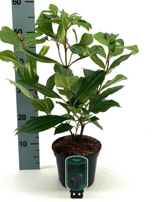 Viburnum davidii - Vaxtinredarna.se