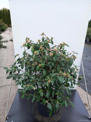 Viburnum 'Eskimo' - Vaxtinredarna.se