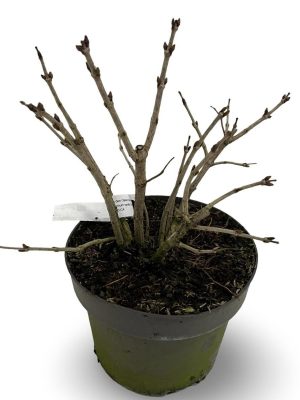 Viburnum opulus 'Compactum' - Vaxtinredarna.se