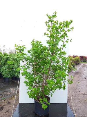 Viburnum opulus 'Roseum' - Vaxtinredarna.se