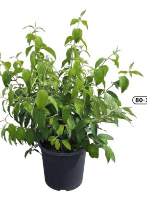Viburnum plicatum 'Kilimandjaro' - Vaxtinredarna.se