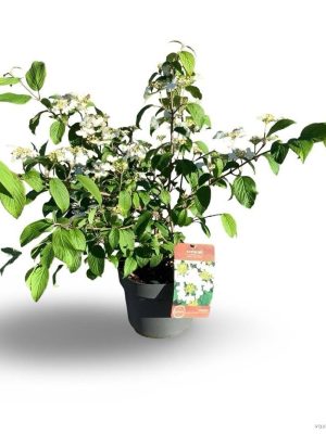 Viburnum plicatum 'Kilimandjaro'