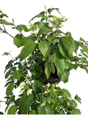 Viburnum plicatum 'Kilimandjaro' - Vaxtinredarna.se