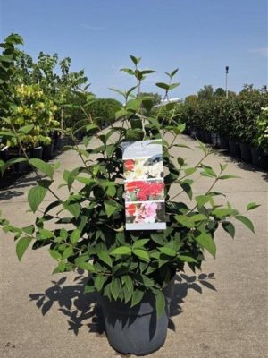 Viburnum plicatum 'Kilimandjaro Sunrise'