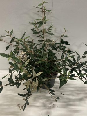 Viburnum 'Pragense' - Vaxtinredarna.se