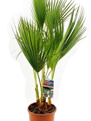 Washingtonia robusta - Vaxtinredarna.se