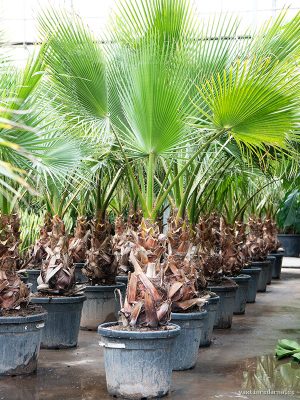 Washingtonia robusta 'Hybrid' (200-250) - Vaxtinredarna.se