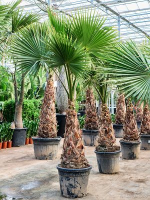 Washingtonia robusta 'Hybrid' (240-320)