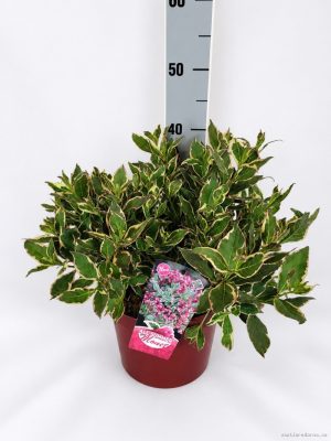 Weigela florida 'All Summer Monet' - Vaxtinredarna.se