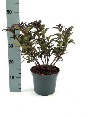 Weigela florida 'Black and White' - Vaxtinredarna.se