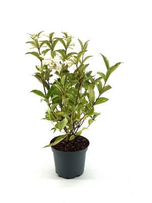 Weigela florida 'Candida' - Vaxtinredarna.se