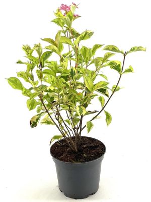 Weigela florida 'Kosteriana Variegata' - Vaxtinredarna.se