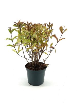 Weigela florida 'Moulin Rouge' - Vaxtinredarna.se