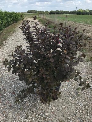 Weigela florida 'Victoria' - Vaxtinredarna.se