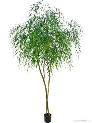 Willow