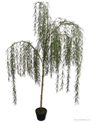 Willow