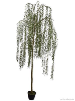 Willow