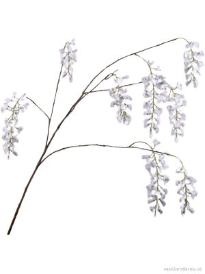 Wisteria - Vaxtinredarna.se