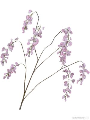 Wisteria - Vaxtinredarna.se