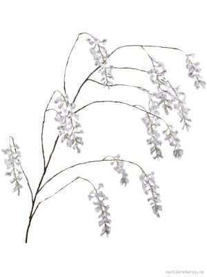 Wisteria - Vaxtinredarna.se