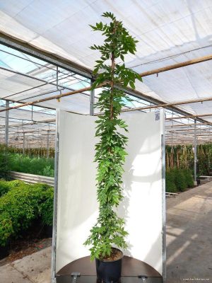 Wisteria brachybotrys 'Okayama' - Vaxtinredarna.se