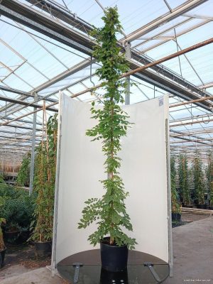 Wisteria floribunda 'Multijuga' - Vaxtinredarna.se
