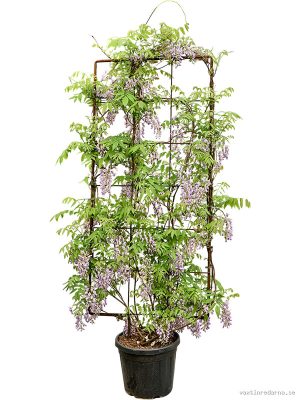 Wisteria sinensis (blauw)