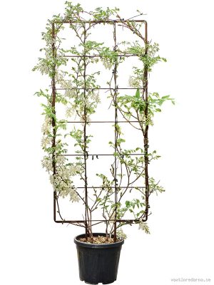 Wisteria sinensis (wit) - Vaxtinredarna.se