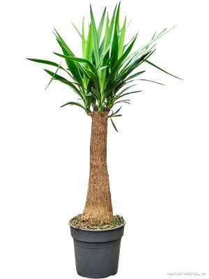 Yucca elephantipes - Vaxtinredarna.se