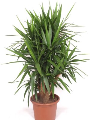Yucca elephantipes - Vaxtinredarna.se