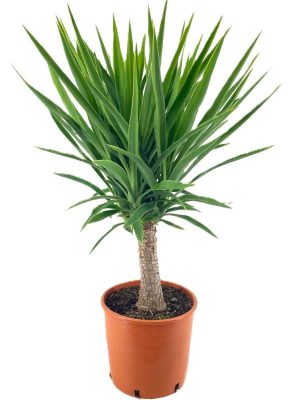 Yucca elephantipes - Vaxtinredarna.se