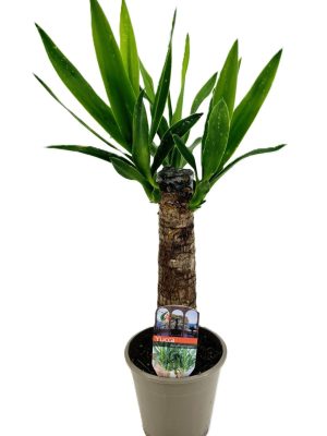 Yucca elephantipes - Vaxtinredarna.se