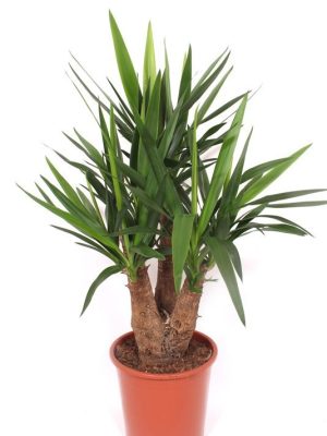 Yucca elephantipes - Vaxtinredarna.se