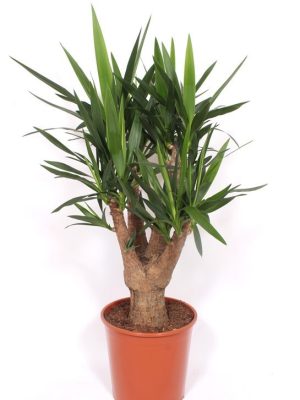 Yucca elephantipes - Vaxtinredarna.se