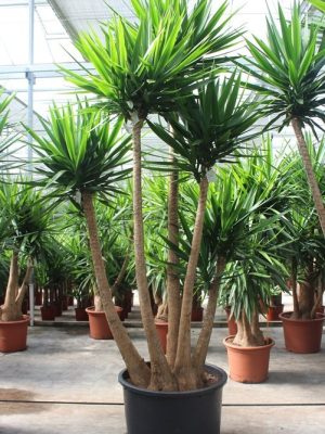 Yucca elephantipes - Vaxtinredarna.se