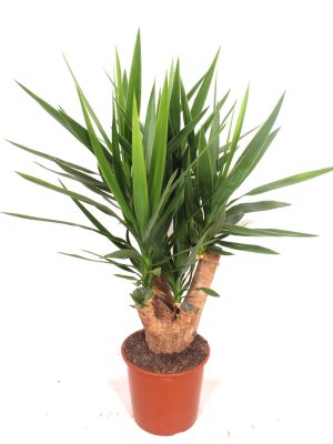 Yucca elephantipes - Vaxtinredarna.se